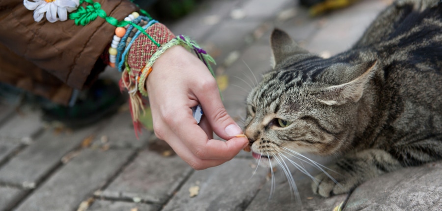 girl feeds a stray cat on street