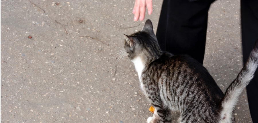 pat on the back of a stray cat and giving food