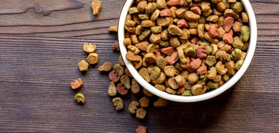 dry cat food in bowl