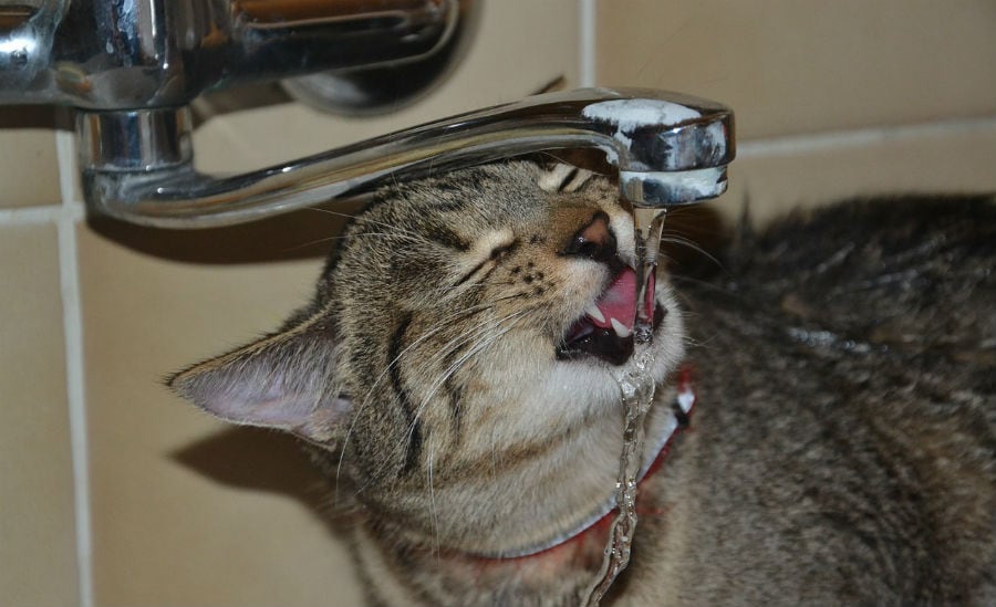 5 Reasons Why Your Cat Is Not Drinking Water