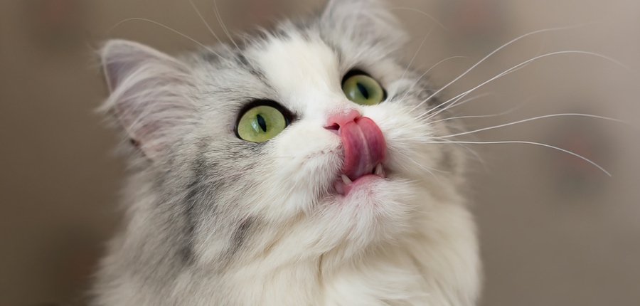 Cute hungry cat licks lips