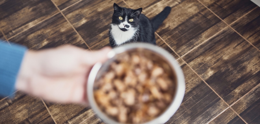 pet owner holding bowl and feeding hungry cat