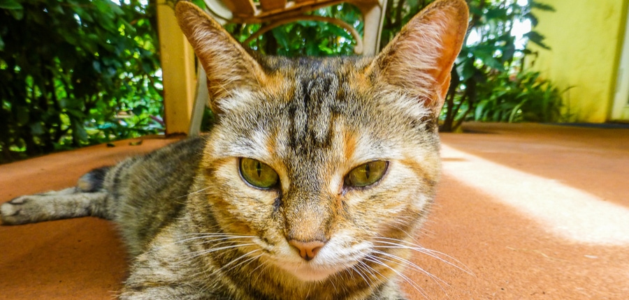 white mackerel tabby cat