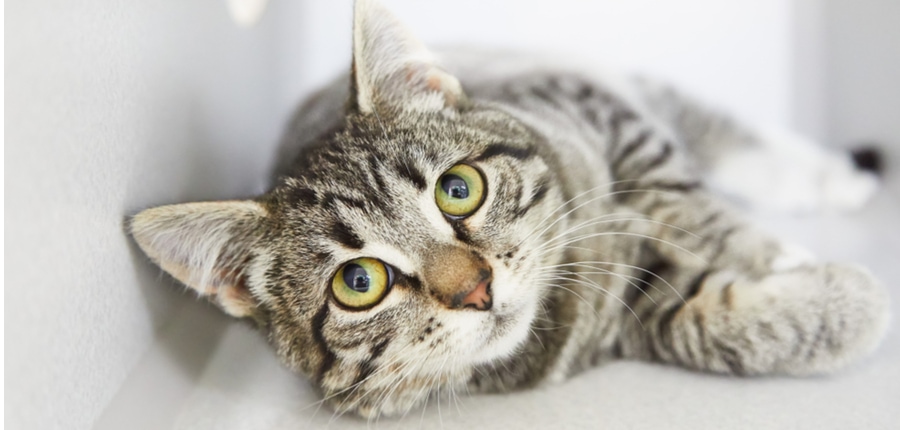 7 Things You Didn T Know About The Grey Tabby Cat