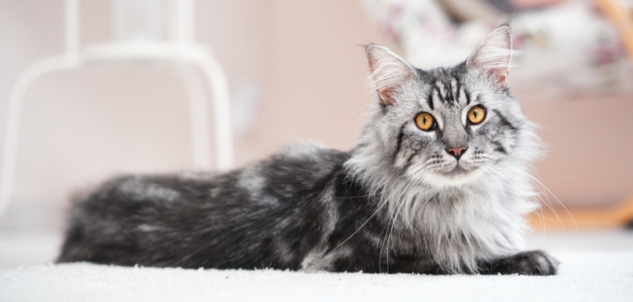 schöne silberne Maine Coon Katze in einem hellen Raum