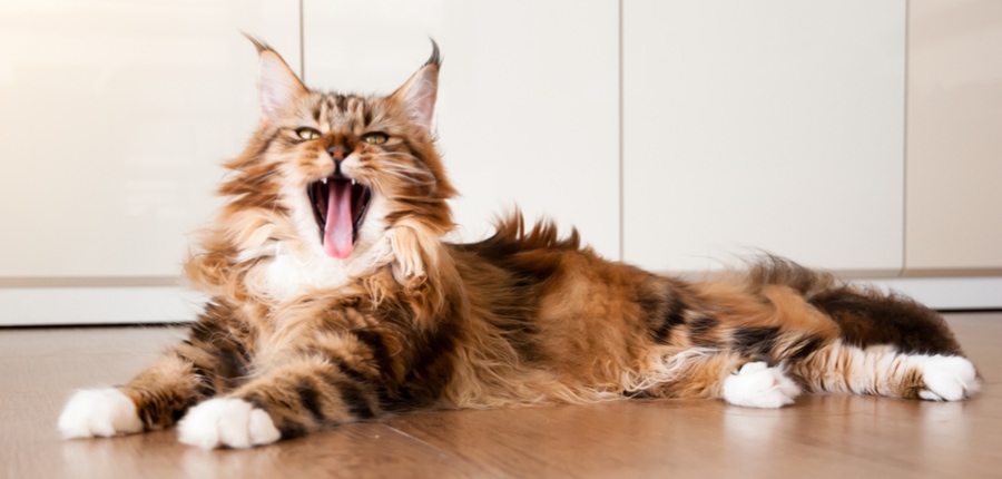 ombre de chat flou maine coon prenant un bain de soleil sur le sol