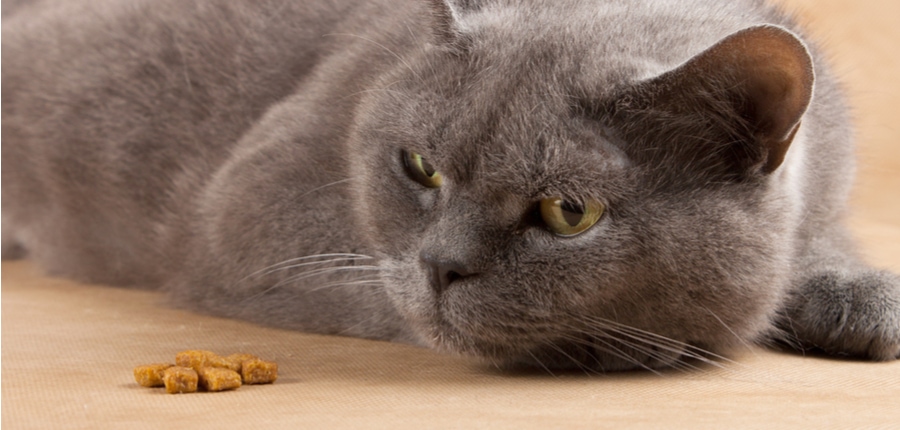 cat looking at food, but not eating