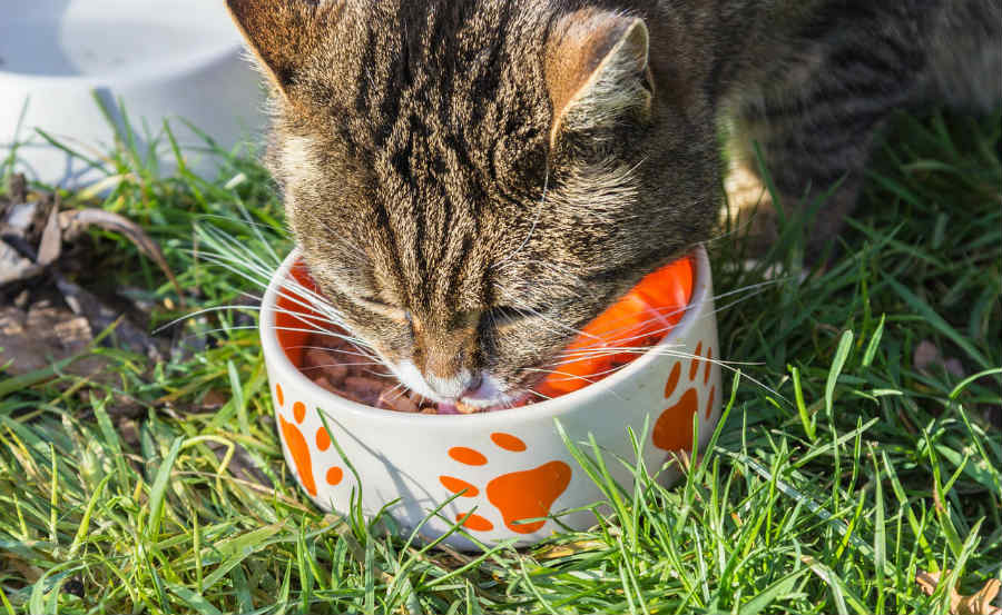 cute cat eating