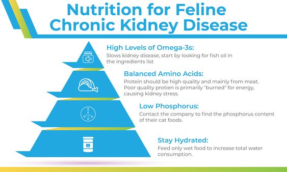 Nutrition chart for chronic kidney disease in cats